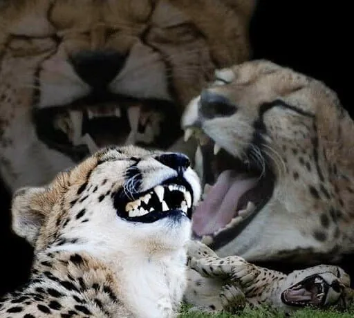 놀랍게도 아직 사람을 해친 적이 없다는 야생동물