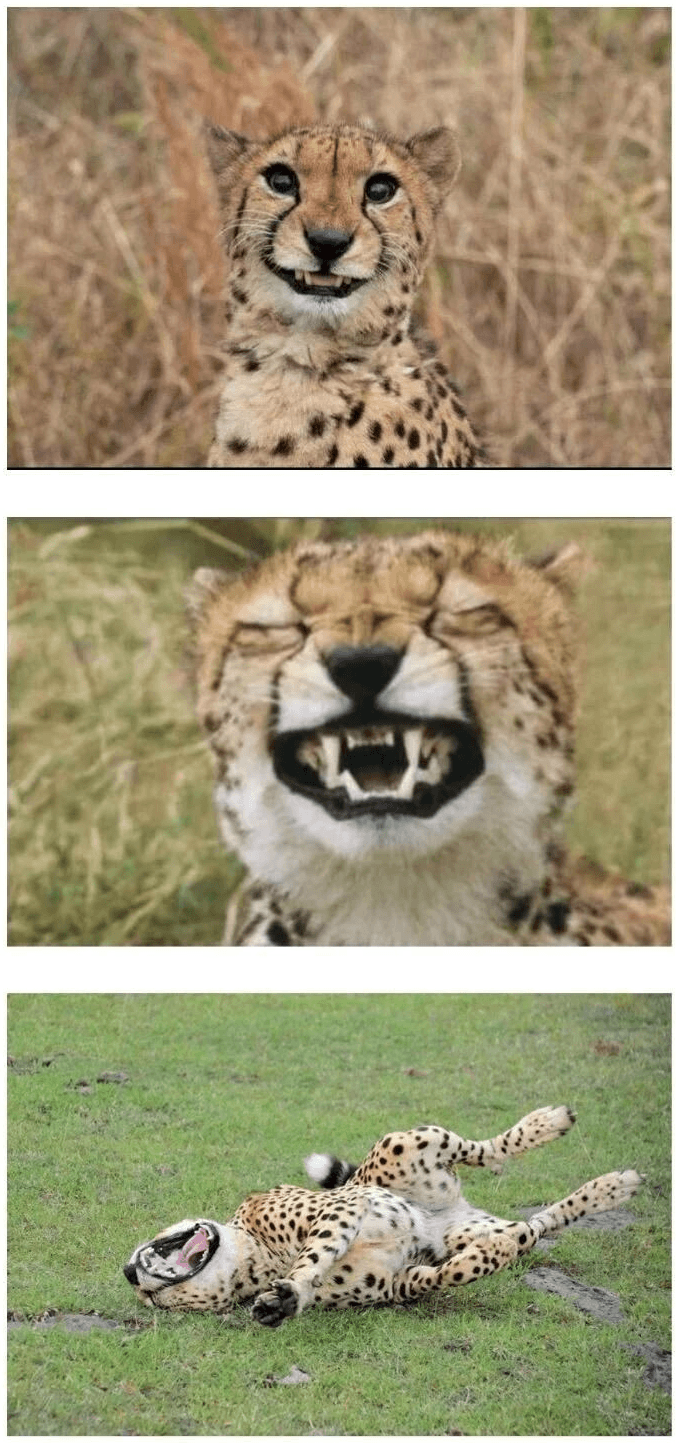 놀랍게도 아직 사람을 해친 적이 없다는 야생동물