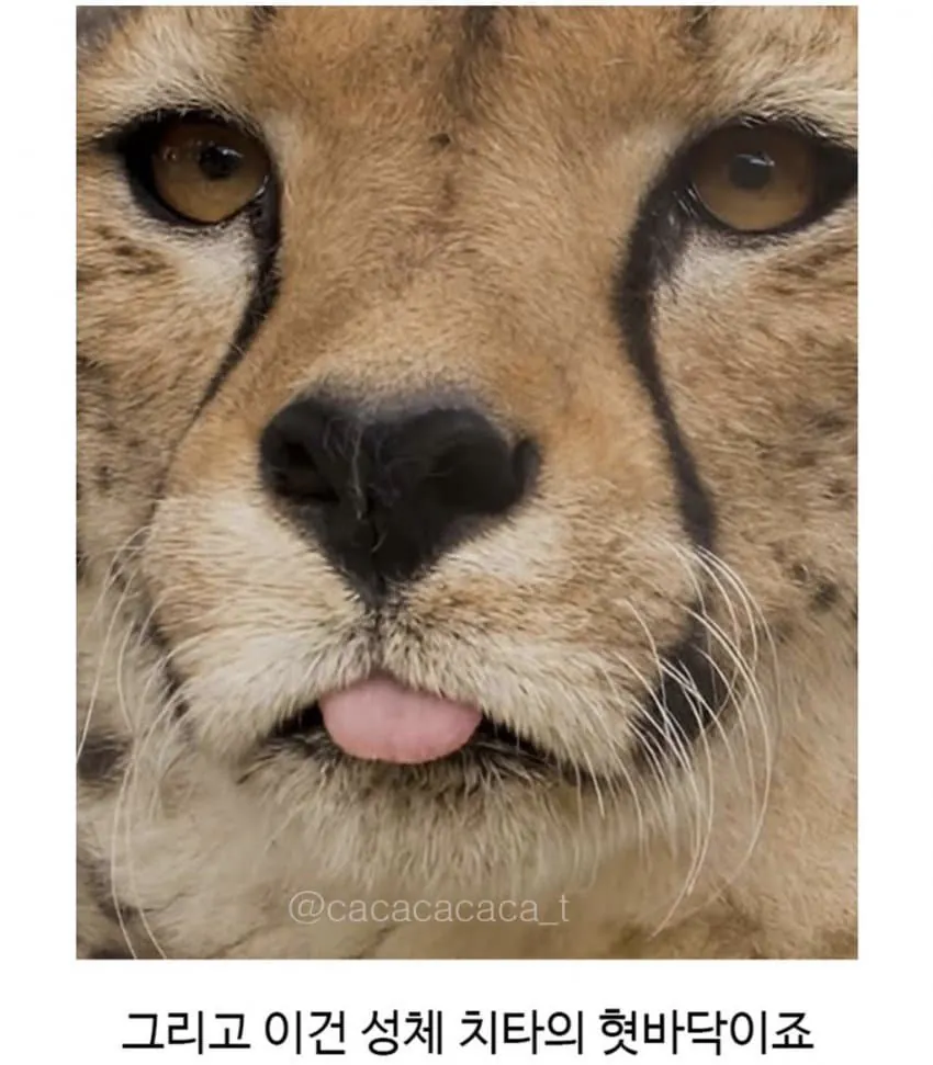 놀랍게도 아직 사람을 해친 적이 없다는 야생동물