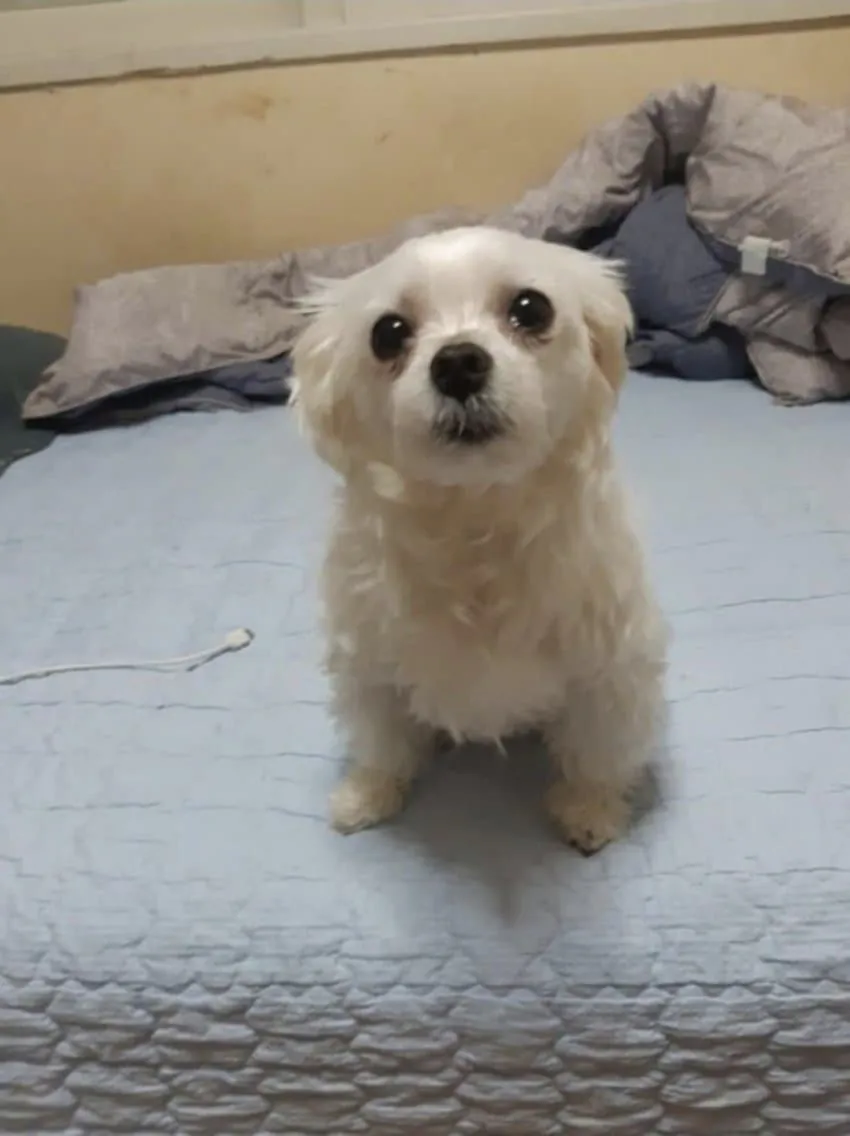 현재 난리났다는 구글 신모델 나노바나나2 성능