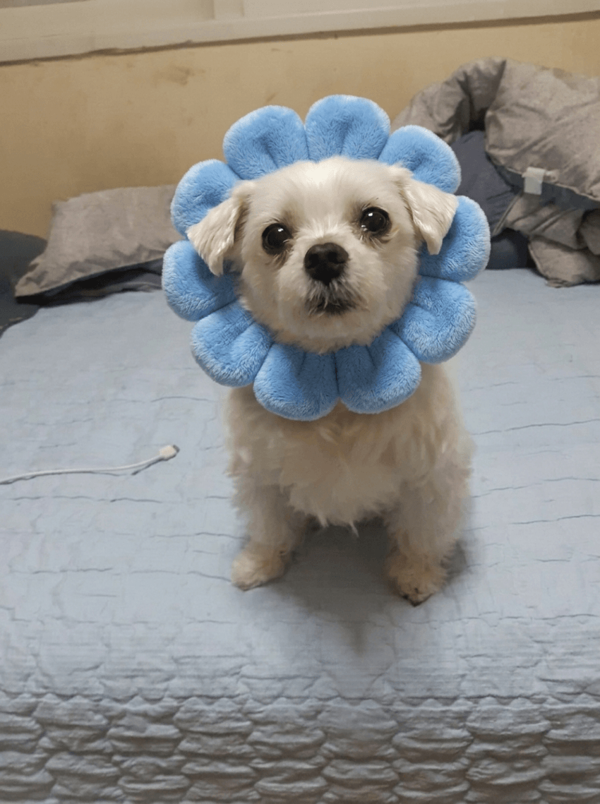 현재 난리났다는 구글 신모델 나노바나나2 성능