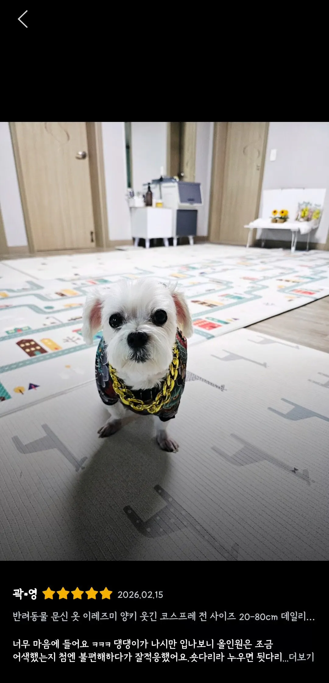 강아지 유치원 초반 기강잡는 방법