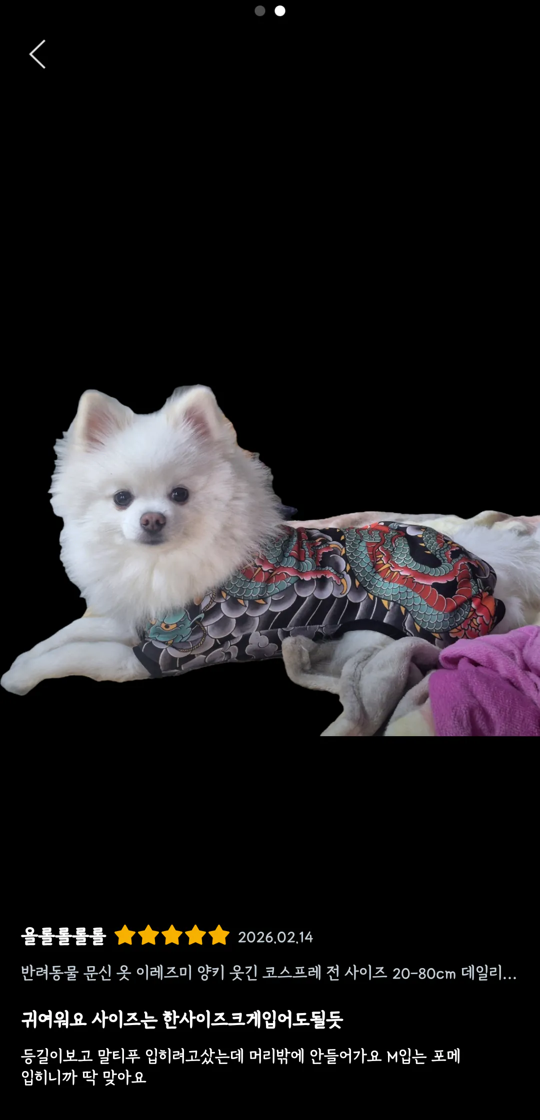 강아지 유치원 초반 기강잡는 방법