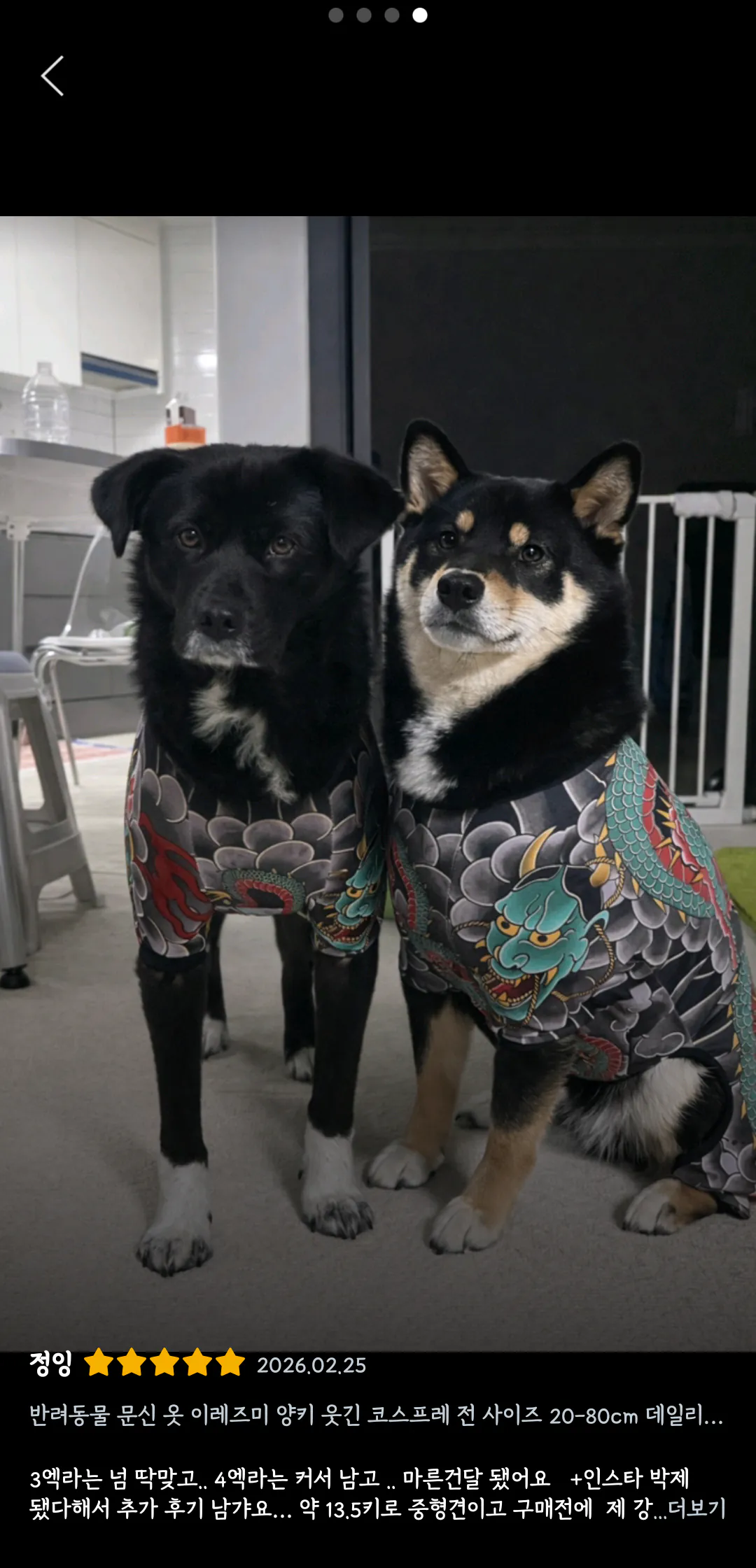 강아지 유치원 초반 기강잡는 방법