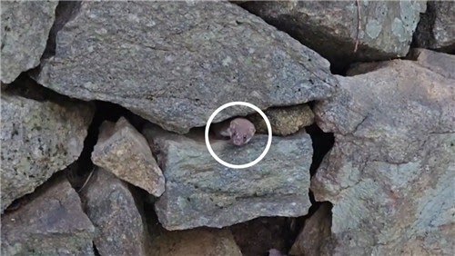 지리산에서 8년 만에 발견됐다는 족제비