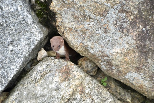 지리산에서 8년 만에 발견됐다는 족제비
