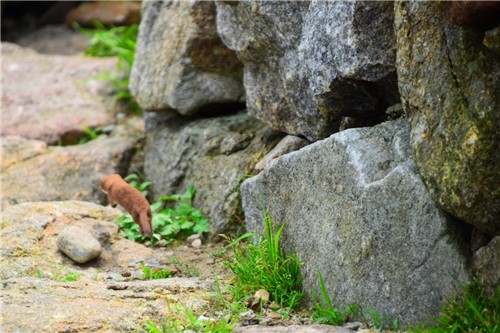 지리산에서 8년 만에 발견됐다는 족제비