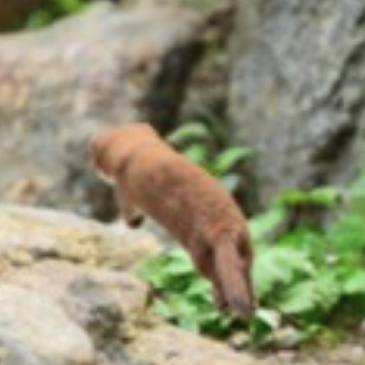 지리산에서 8년 만에 발견됐다는 족제비