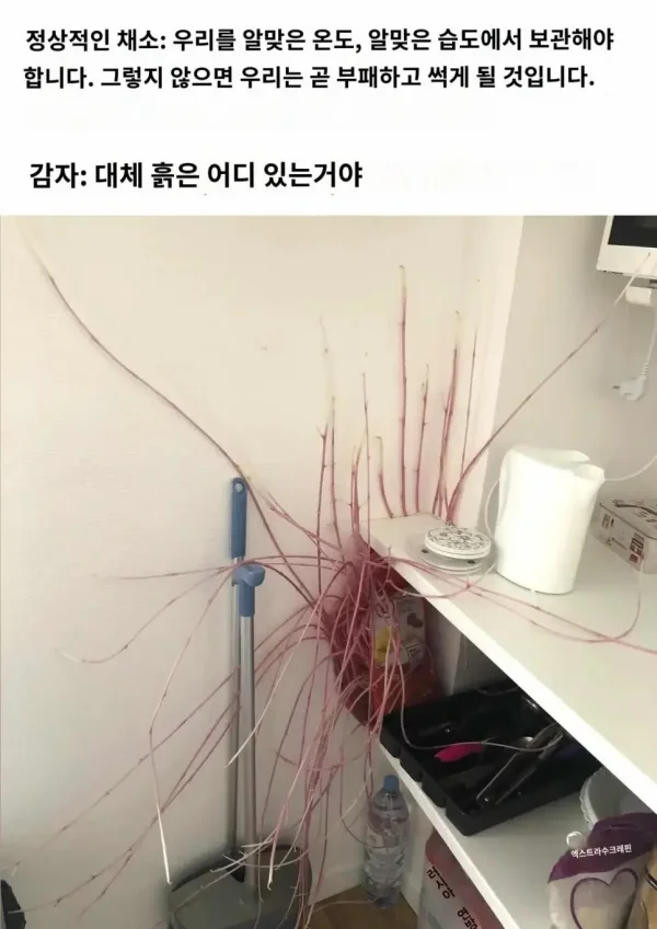중세 사람들이 감자 안먹은 이유