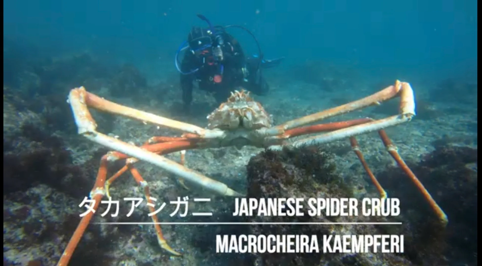 세상에서 가장 큰 갑각류