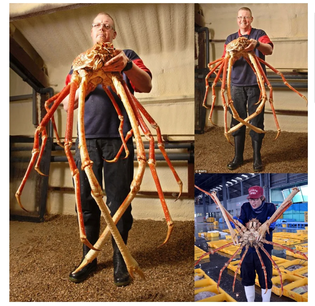 세상에서 가장 큰 갑각류